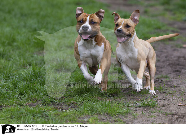 American Staffordshire Terrier / JM-07105