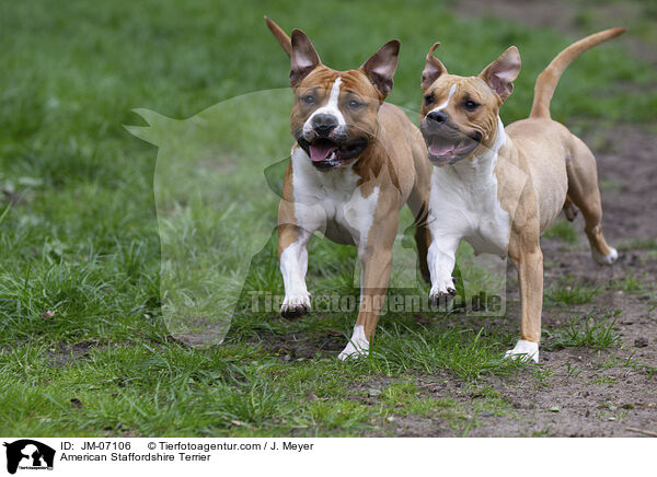American Staffordshire Terrier / JM-07106