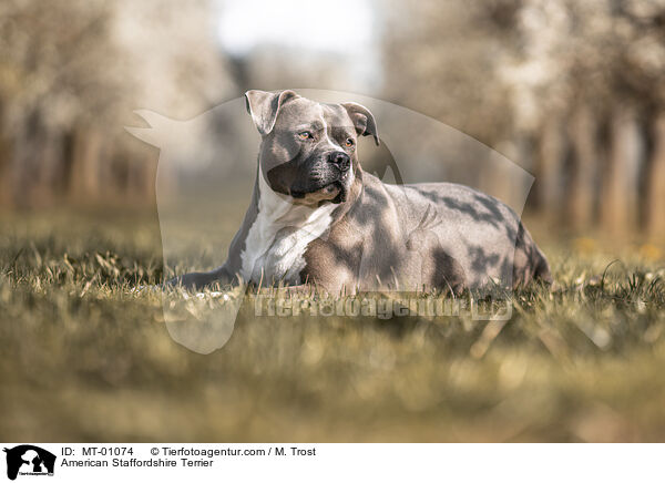 American Staffordshire Terrier / MT-01074