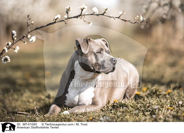 American Staffordshire Terrier / MT-01080