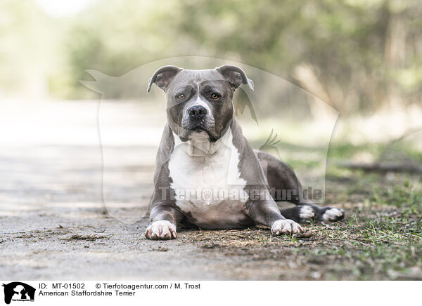 American Staffordshire Terrier / MT-01502