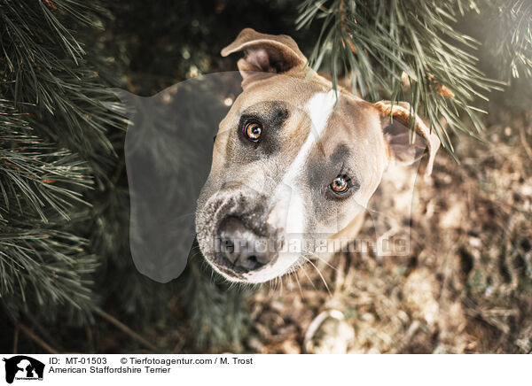 American Staffordshire Terrier / MT-01503