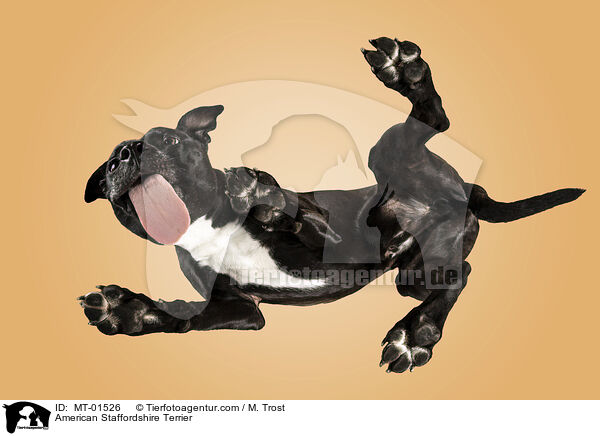 American Staffordshire Terrier / MT-01526