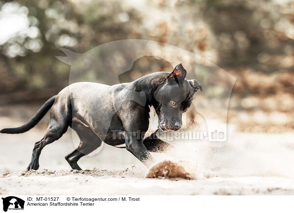 American Staffordshire Terrier / MT-01527
