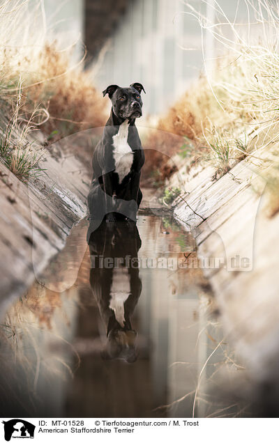 American Staffordshire Terrier / MT-01528
