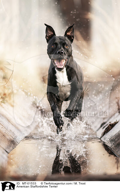 American Staffordshire Terrier / MT-01533
