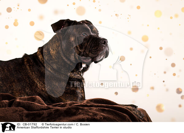American Staffordshire Terrier in studio / CB-01792