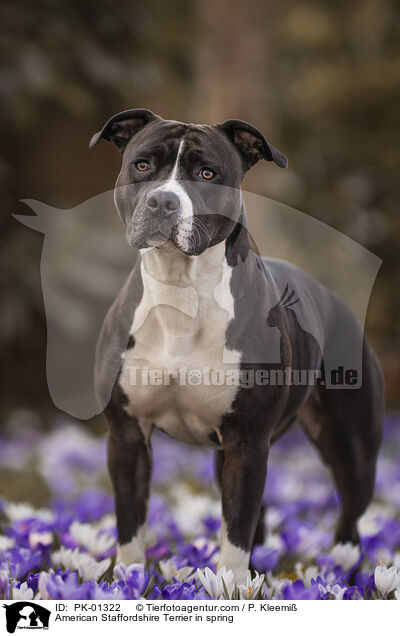 American Staffordshire Terrier in spring / PK-01322