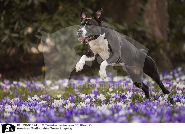 American Staffordshire Terrier in spring / PK-01324