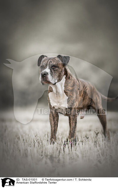 American Staffordshire Terrier / TAS-01001