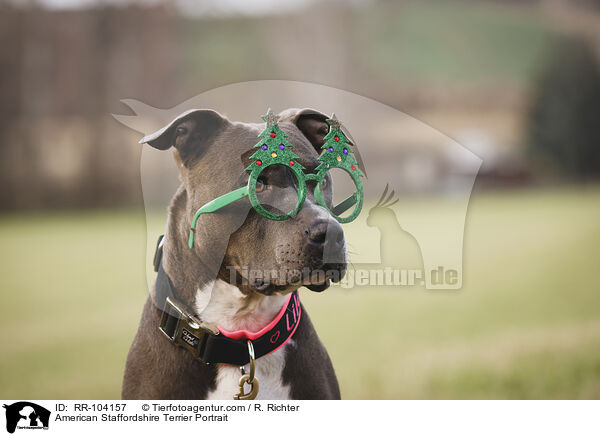 American Staffordshire Terrier Portrait / RR-104157