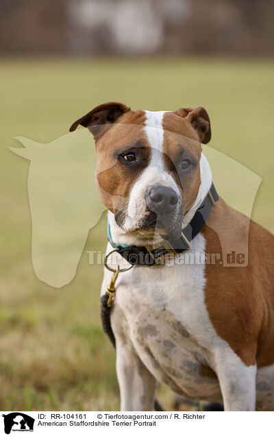 American Staffordshire Terrier Portrait / RR-104161