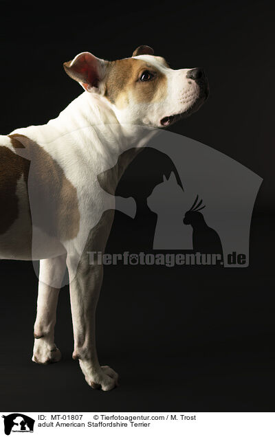 adult American Staffordshire Terrier / MT-01807