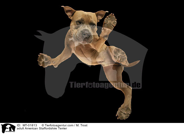 adult American Staffordshire Terrier / MT-01813