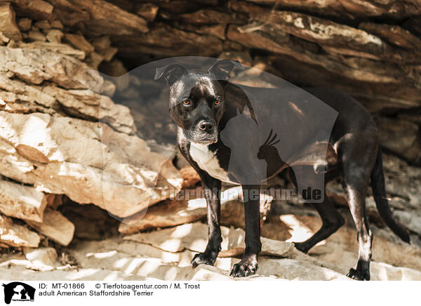 adult American Staffordshire Terrier / MT-01866