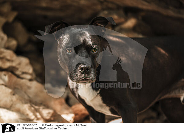 adult American Staffordshire Terrier / MT-01867