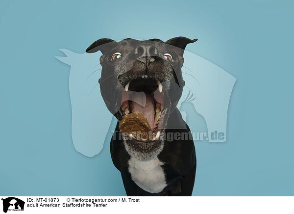 adult American Staffordshire Terrier / MT-01873