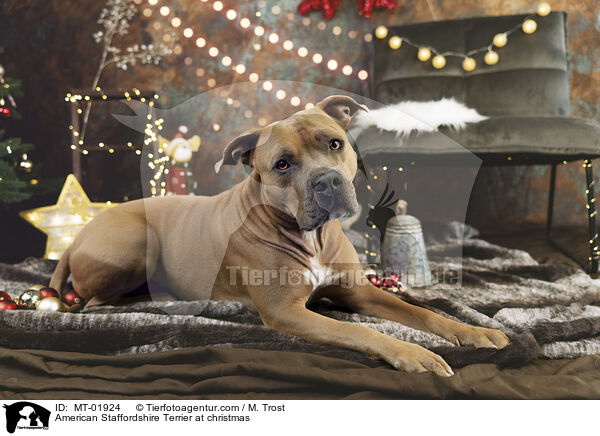 American Staffordshire Terrier at christmas / MT-01924