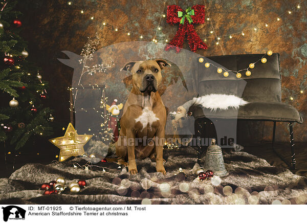 American Staffordshire Terrier at christmas / MT-01925