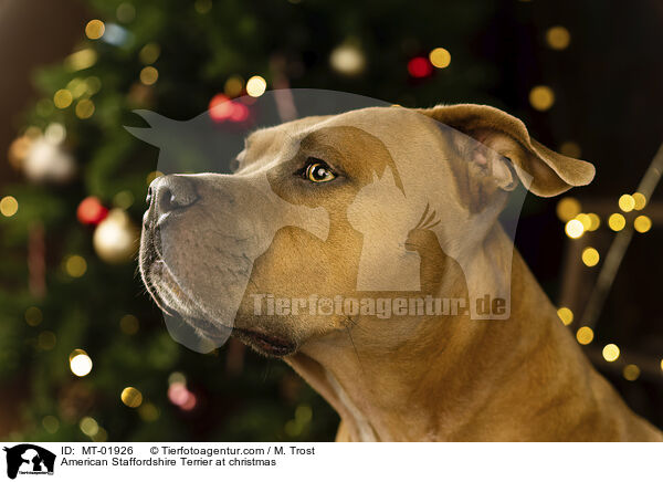 American Staffordshire Terrier at christmas / MT-01926