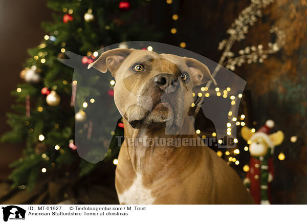 American Staffordshire Terrier at christmas / MT-01927