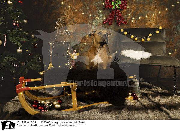 American Staffordshire Terrier at christmas / MT-01928