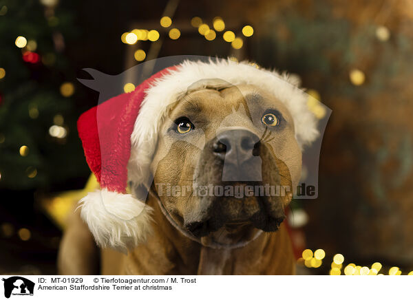 American Staffordshire Terrier at christmas / MT-01929