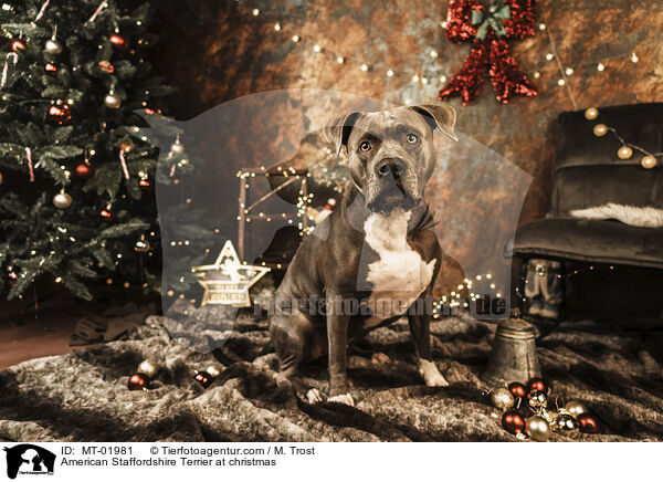 American Staffordshire Terrier at christmas / MT-01981