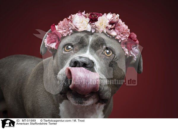 American Staffordshire Terrier / MT-01989