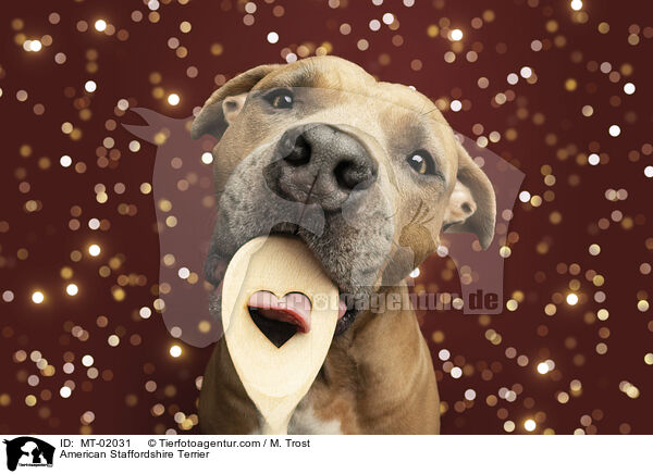 American Staffordshire Terrier / American Staffordshire Terrier / MT-02031