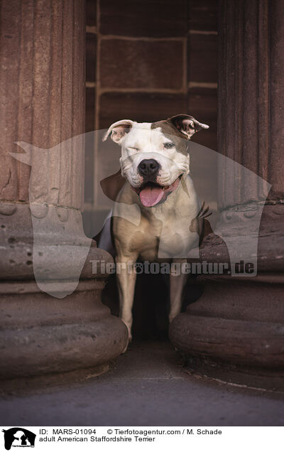 adult American Staffordshire Terrier / MARS-01094