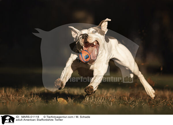adult American Staffordshire Terrier / MARS-01118