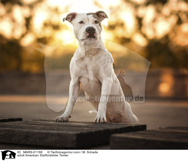 adult American Staffordshire Terrier / MARS-01166