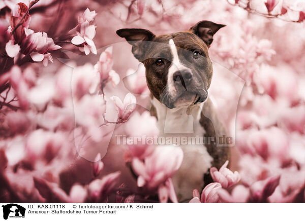 American Staffordshire Terrier Portrait / KAS-01118