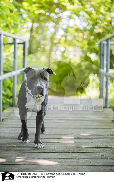 American Staffordshire Terrier / HBO-06093