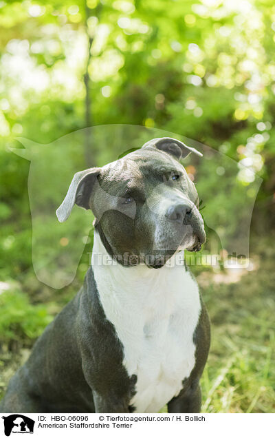 American Staffordshire Terrier / HBO-06096