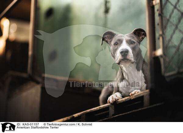 American Staffordshire Terrier / KAS-01157