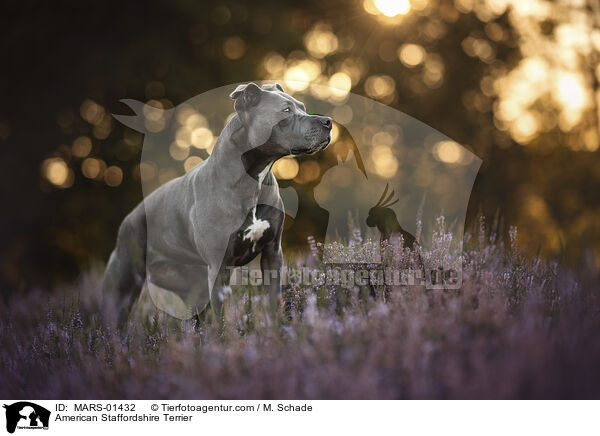 American Staffordshire Terrier / MARS-01432