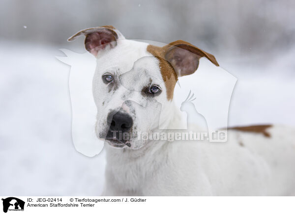 American Staffordshire Terrier / American Staffordshire Terrier / JEG-02414