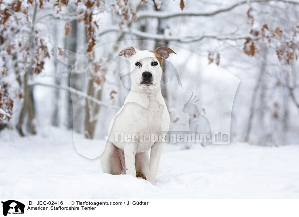 American Staffordshire Terrier / American Staffordshire Terrier / JEG-02416