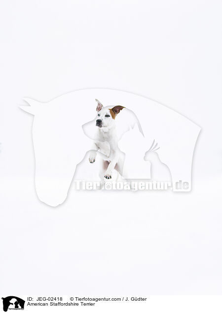 American Staffordshire Terrier / JEG-02418