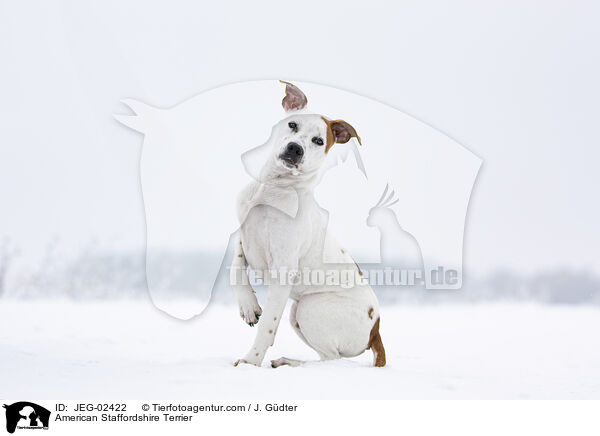 American Staffordshire Terrier / JEG-02422
