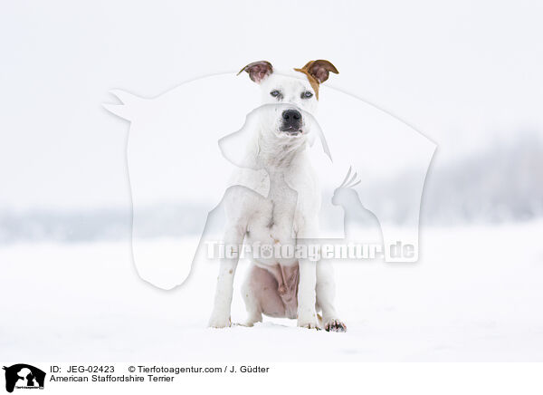 American Staffordshire Terrier / JEG-02423