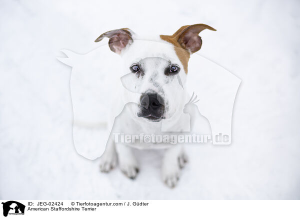 American Staffordshire Terrier / American Staffordshire Terrier / JEG-02424