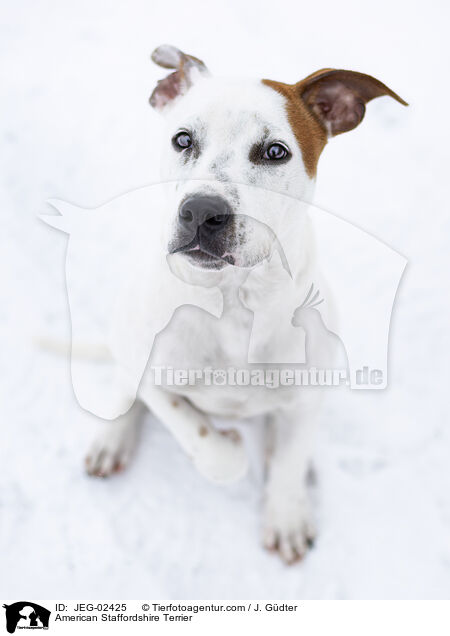 American Staffordshire Terrier / American Staffordshire Terrier / JEG-02425