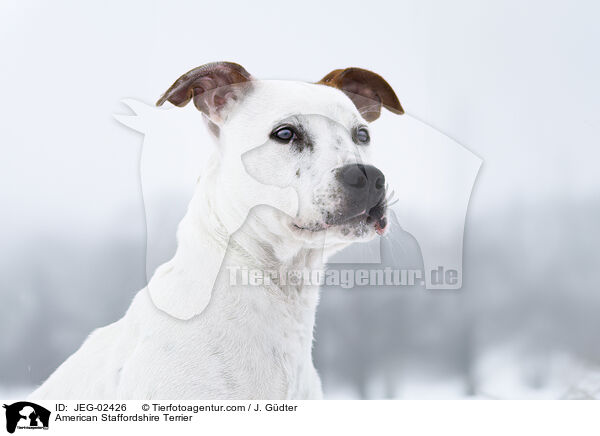 American Staffordshire Terrier / American Staffordshire Terrier / JEG-02426