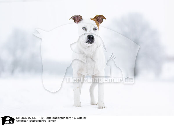 American Staffordshire Terrier / American Staffordshire Terrier / JEG-02427