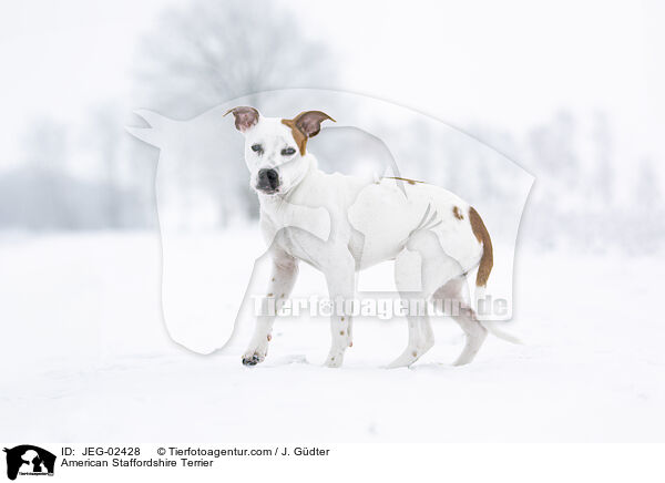 American Staffordshire Terrier / JEG-02428