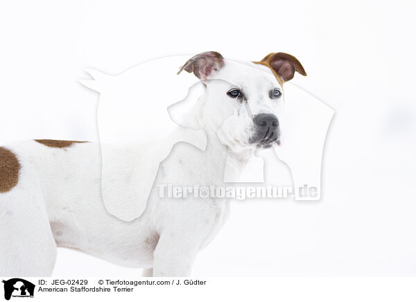 American Staffordshire Terrier / American Staffordshire Terrier / JEG-02429