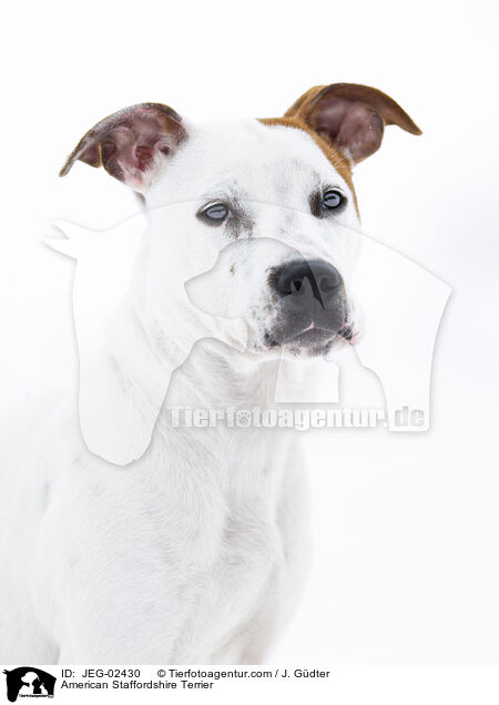 American Staffordshire Terrier / American Staffordshire Terrier / JEG-02430